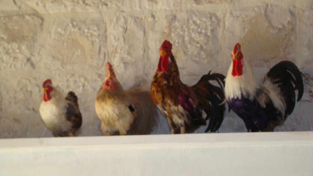 Masseria Ciancio Casa Serrafiori Εξωτερικό φωτογραφία